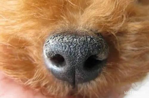狗狗鼻子干是因为什么？小狗鼻子干怎么回事