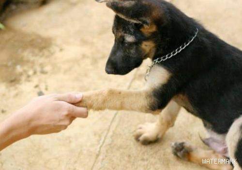 如何训练狗狗握手呢？