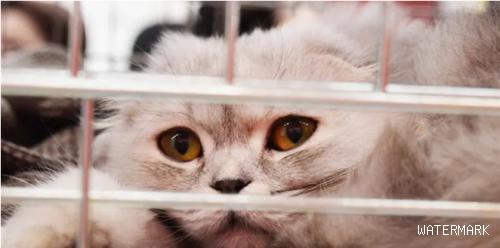 猫狗不是玩具或消费品法国2024年起宠物店禁展售