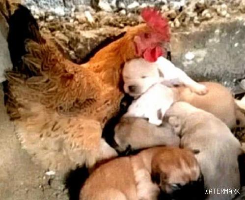 狗妈妈产后不幸去世，几只狗宝成为孤儿，母鸡主动自降身份当妈