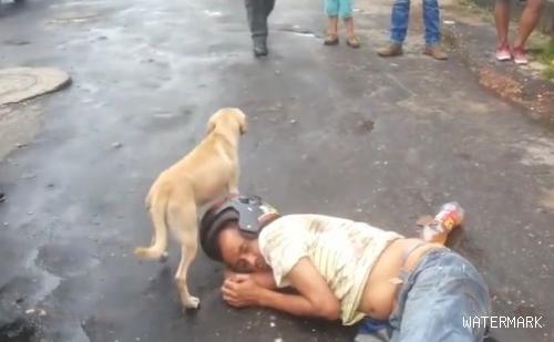 铲屎官喝的烂醉大街上倒头就睡，民警上前叫醒，却遭到狗狗阻挠！