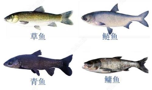 四大家鱼的来历与钓法