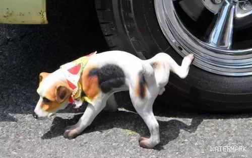 小狗狗为何钟爱在车胎上小便？四招可避免！