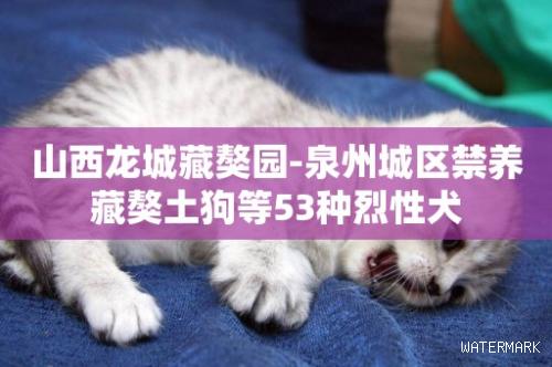 山西龙城藏獒园-泉州城区禁养藏獒土狗等53种烈性犬