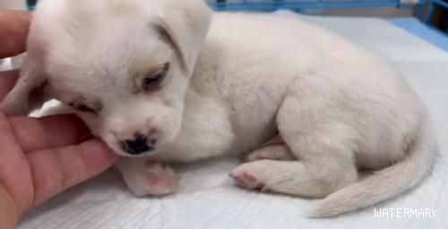 战胜病魔，重新有个家的流浪小奶狗，在离开宠物医院时，它竟哭了