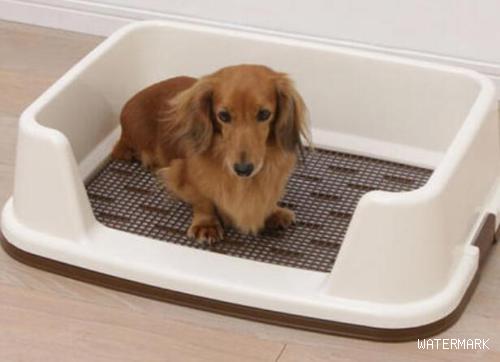 如何教狗狗学会使用狗厕所？