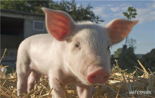 秋季母猪流产率和死胎率有明显的上升，是什么原因导致的？