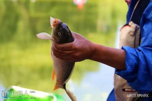 深秋钓鲤鱼的饵料开制技巧