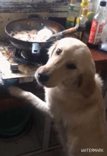 主人家刚下完面条，金毛就立在锅前小口偷吃起來，狗：帮你先尝尝！