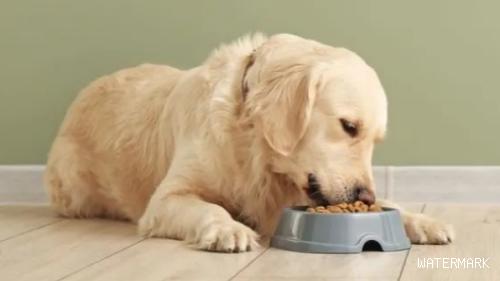 狗狗厌食如何预防呢？