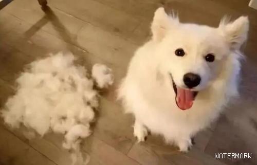  狗狗身上有白屑还除毛，狗狗背部除毛并且有白屑