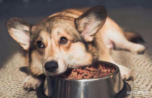 为什么狗食欲不振？它们不饿吗？