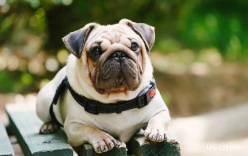 狗狗尿频尿急是膀胱炎吗？