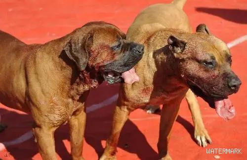 大型犬的攻击性 | 大型犬撕咬力有多大 市民到底该如何文明养狗？