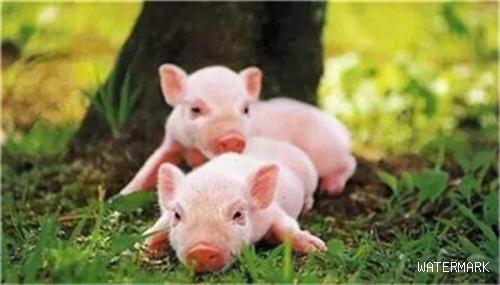 养了很多年的猪，这些小绝招你知道吗？