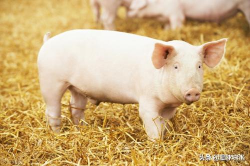 猪肉价格连续12周上涨，是什么原因造成的？今日猪肉价格是多少？