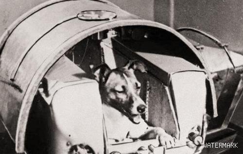 62年前，苏联将一只3岁的小狗送上太空，后来怎样了？