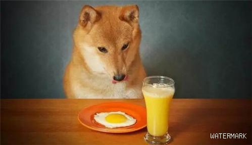 【养宠物心得分享】幼狗吃鸡蛋黄好么？