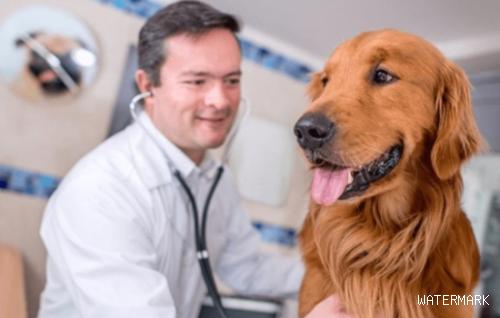 狗狗肚子痛的缘故有什么？狗狗肚子痛如何治疗？