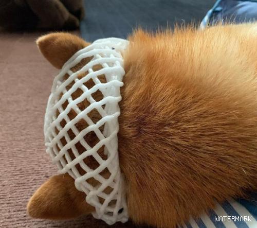 网友将水果防护膜套在柴犬头顶，仿佛一名伤者，狗：柴果已交货！