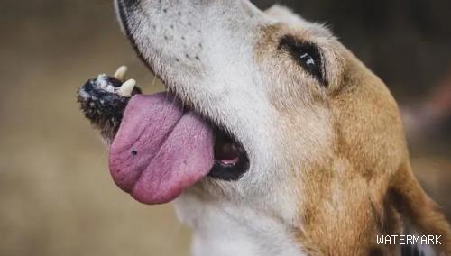狗狗舌苔白是什么情况？来看看吧