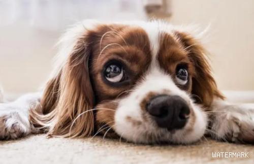 饲养攻略：狗狗耳螨是怎么导致的？