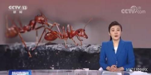 红火蚁已传播至我国12个省份、435个县市区 普通人如何防被咬、哪些杀虫药绝不能用？