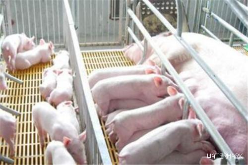 夏季母猪受胎率低怎么破？如何预防夏季母猪受胎率低？‍‍