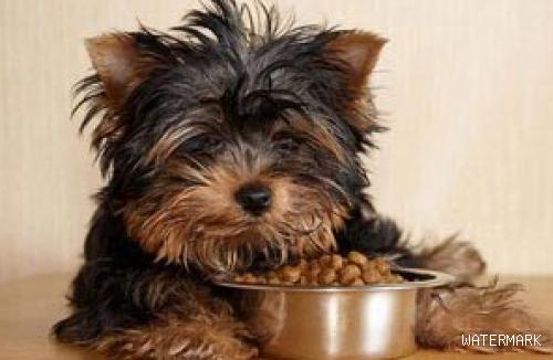 狗狗厌食如何预防呢？
