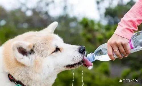 狗狗喝水都吐怎么办？