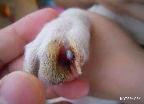 狗狗与人一样也有脚气，狗狗趾间腺炎该那么解决？