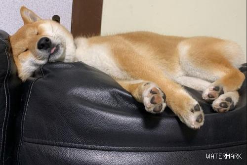 柴犬喜爱睡沙发椅背上，长大以后都睡凹痕进去，休重平行线飙涨呀！