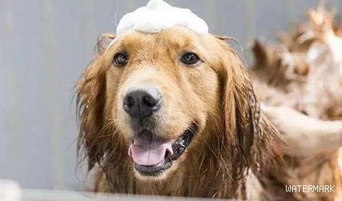 夏天给狗狗洗澡的5个忌讳，那样做便是在损害他们！