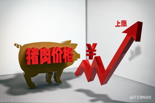 2020年春节前生猪价格预测，2023年生猪价格如何
