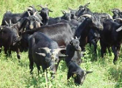 黑山羊种公羊饲养管理技术