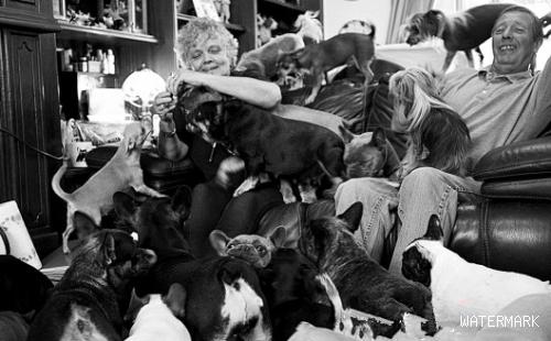 英夫妇每年开销3万英镑饲养41条宠物犬
