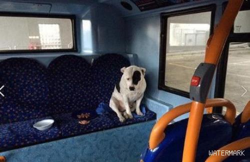 狗狗独自搭车逗笑旅客，但是司机讲了一番话以后，却没有人再笑了！