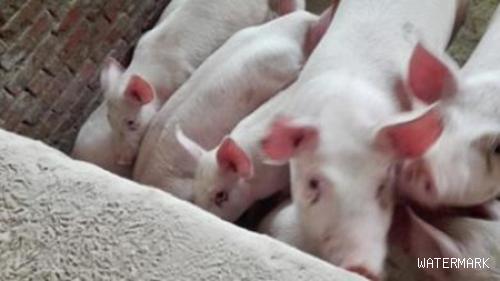 保育猪的保健措施