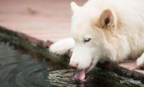 幼狗尤其爱喝水，必须操纵吗？给狗狗饮水必须注意什么？