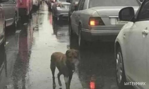 雨中堵车，狗狗挨个车子趴窗户往里看，知道原因后十分感动
