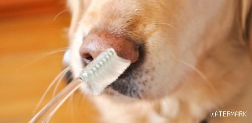 小狗刷牙漱口和刷牙漱口棒，小狗刷牙怎么刷