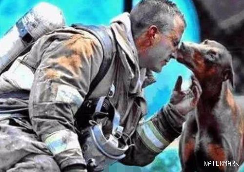 消防人员火灾现场解救小狗，狗狗下面的行为让现场的人都泪崩了！