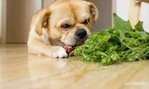 是什么原因让狗狗严重便秘，狗吃湿粮排便会软吗