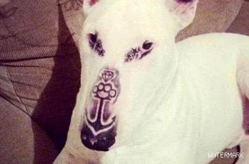 纹身师竟然给自家狗狗纹身 网友：这是虐待宠物