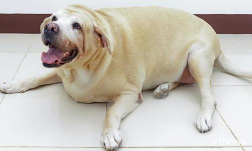 怎样能知道狗狗已经肥胖了呢？