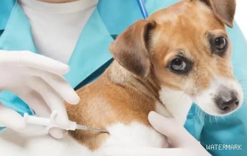 狗打疫苗要多少钱啊？狗狗打疫苗的程序
