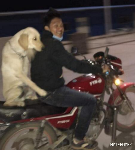 小伙子骑摩托带金毛狗狗兜兜风，金毛狗狗两手环绕着主人后，外露这欠扁的微笑