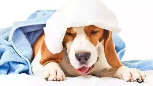 狗狗咳嗽怎么办？