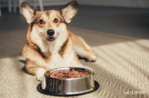 如何让狗狗喜欢吃狗粮？