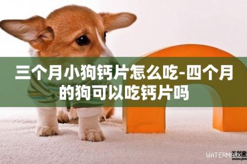 三个月小狗钙片怎么吃-四个月的狗可以吃钙片吗